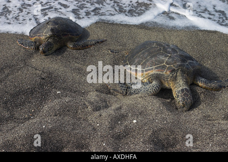 Lontano dalla marea: due in via di estinzione e protetta Hawaiian le tartarughe di mare e di riposo strisciando su una spiaggia lontano dal mare del surf Foto Stock