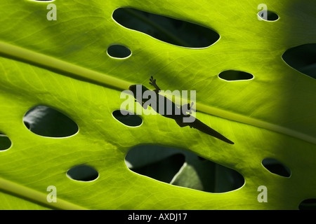 Fori di foglia e geco Foto Stock