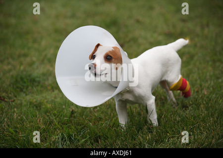 Adorabile cucciolo triste con la gamba rotta e il collare per evitare che il cane morde il cast Foto Stock