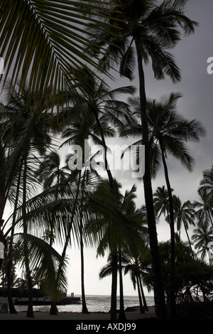 Un tranquillo boschetto di palme stagliano contro un bianco di nebbia e cielo grigio luogo di rifugio Pu uhonua O Honaunau Big Island delle Hawaii USA Foto Stock