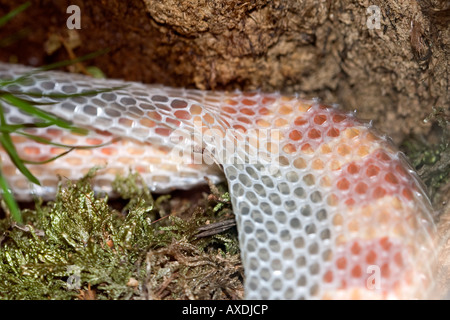 Mais spargimento di serpente pelle Foto Stock