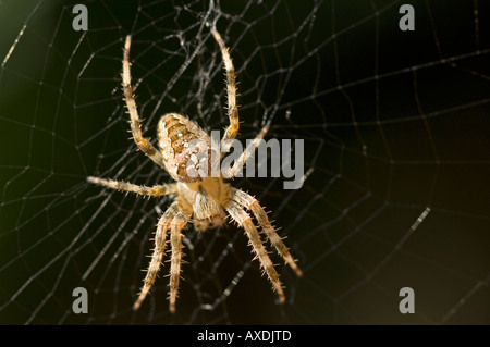 In prossimità di un grande giardino comune spider (araneus diadematus) aka cross spider, seduto al centro del Web di Orb. Foto Stock