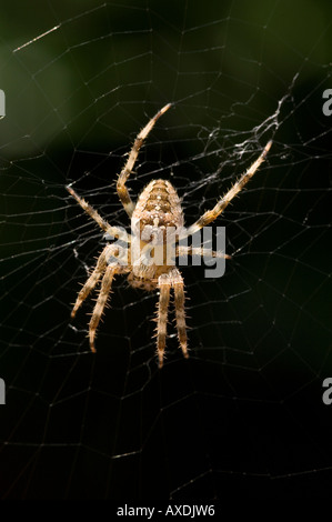 In prossimità di un grande giardino comune spider (araneus diadematus) aka cross spider, seduto al centro del Web di Orb. Foto Stock