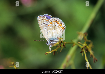 Comune maschio Blue Butterfly Polyommatus icarus Foto Stock