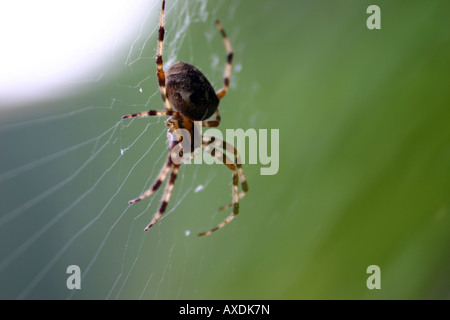 Ragno sul web Foto Stock