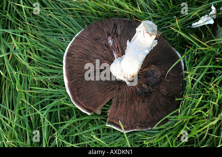 Grande fungo capovolto sull'erba che mostra le branchie sul lato inferiore. Foto Stock