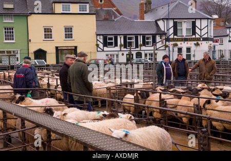 Penned pecore al settimanale aste di bestiame a Abergavenny Monmouthshire mercato South Wales UK UE Foto Stock