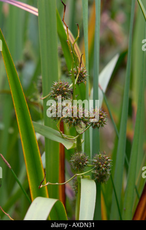 Ramificato Bur Reed sparganium erectum Foto Stock