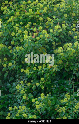 Comune di Edera Hedera helix in fiore fotografato in Inghilterra Foto Stock