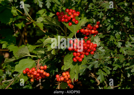 Rosa viburno Viburnum opulus con frutti di bosco Foto Stock