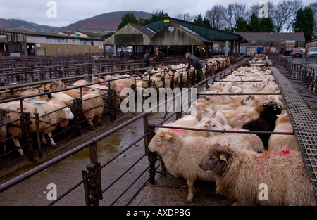 Penned pecore al settimanale aste di bestiame a Abergavenny Monmouthshire mercato South Wales UK UE Foto Stock