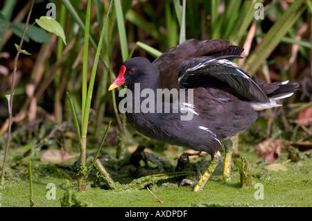 Unione Moorhen Gallinula chloropus fotografato in Inghilterra Foto Stock