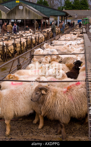 Penned pecore al settimanale aste di bestiame a Abergavenny Monmouthshire mercato South Wales UK UE Foto Stock