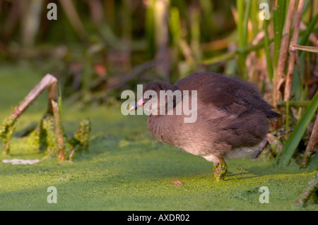 Unione Moorhen Gallinula chloropus pulcino fotografato in Inghilterra Foto Stock