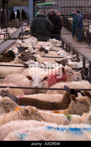 Penned pecore al settimanale aste di bestiame a Abergavenny Monmouthshire mercato South Wales UK UE Foto Stock