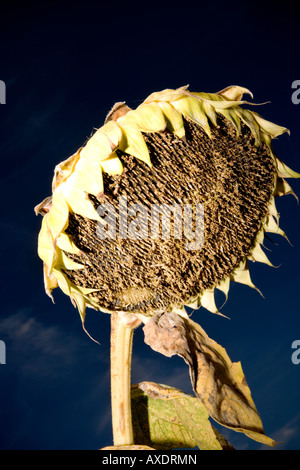 Sun fiori sul campo Foto Stock