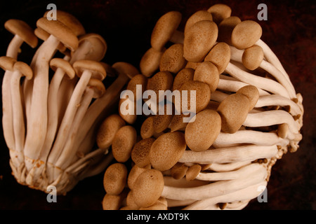 I grappoli di marrone di funghi di faggio Foto Stock