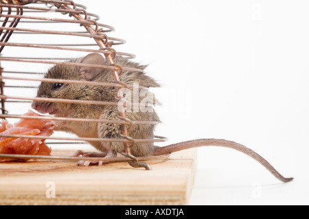Casa mouse (mus musculus) in un mousetrap Foto Stock