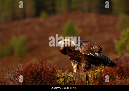 Aquila reale Aquila chrysaetos appollaiato sul ceppo di albero Scozia febbraio captive Foto Stock
