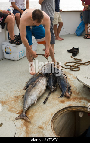 I subacquei preparazione esca per attirare i grandi squali bianchi a Guadalupe Island, Messico. Foto Stock