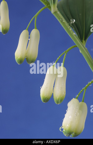 Polygonatum multiflorum (Salomone del sigillo) bianco e verde fiori pendenti sul gambo. Foto Stock