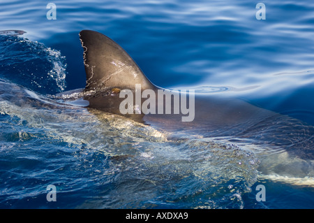 Pinna di squalo bianco superficie di rottura. Foto Stock