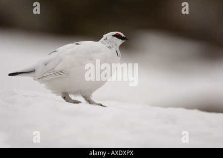 La Ptarmigan Lagopus mutus uccello maschio in inverno piumaggio Scozia Febbraio Foto Stock