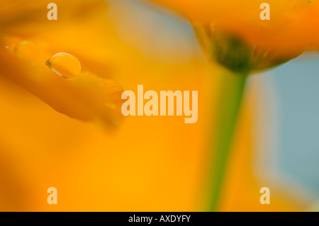 La pioggia caduta sul petalo di nasturtium (Tropaeolum majus), dettaglio Foto Stock