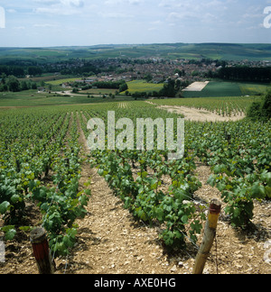 Premier Cru vigna di Chablis con un piccolo villaggio dietro Foto Stock