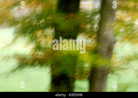 Ontano nero (Alnus glutinosa), close-up Foto Stock