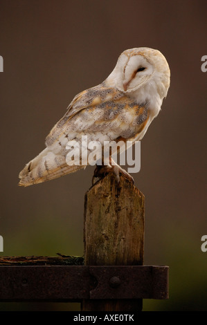 Il barbagianni (Tyto alba) seduto in posizione eretta sul post, Scozia, Febbraio Foto Stock