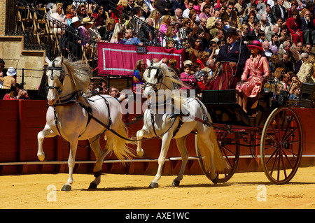 Pullman la concorrenza nell'arena dei tori La Real Maestranza , Feria de Abril , Sevilla , Andalusia , in Europa Foto Stock