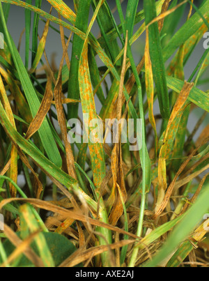 Foglie ruggine Puccinia poarum infezione sul prato erba di prato Poa sp Foto Stock