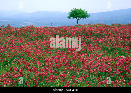 Sicilia, Italia. Fiore selvatico paesaggio vicino Randazzo Foto Stock