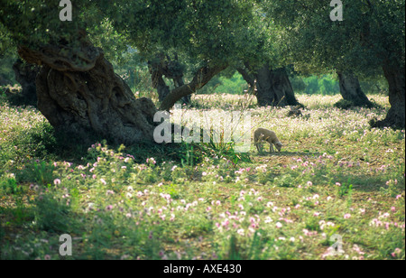 Mallorca Spagna Maiorca Isole Baleari Baleares pecore al pascolo di agnello in un antico oliveto paesaggio prato. Fiori d'estate Foto Stock