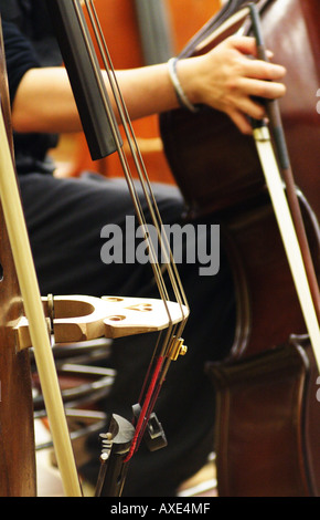 Double Bass e il bassista Foto Stock