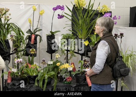 Edmonton Mostra delle orchidee. Foto Stock