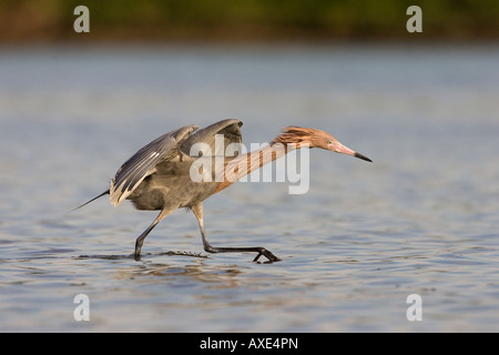 Reddish Garzetta (Egretta rufescens) a caccia di pesce Foto Stock