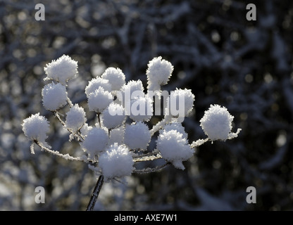 Umbellifer seme head incappucciate di neve, UKcluse Foto Stock