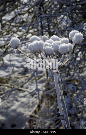 Umbellifer seme head incappucciate di neve, REGNO UNITO Foto Stock