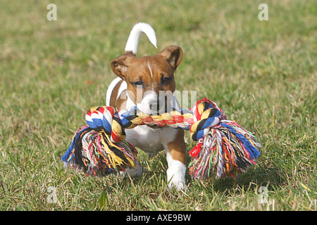 Jack Russell Terrier cucciolo con toy Foto Stock