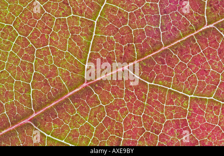 Close up Foglie di autunno colori Foto Stock