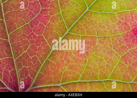 Close up Foglie di autunno colori Foto Stock