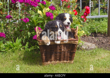 Cane di montagna Bernese. Due cuccioli in un cestino Foto Stock