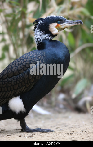Cormorano - Phalacrocorax carbo Foto Stock