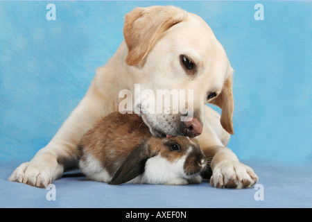 Amicizia animali : Labrador Retriever e lop-eared Dwarf Rabbit Foto Stock