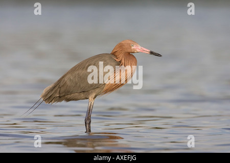 Reddish Garzetta (Egretta rufescens) Foto Stock