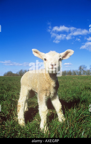 Ovini domestici. Unico agnello in piedi su un prato Foto Stock