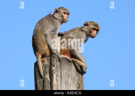Due macachi Rhesus / macaca mulatta Foto Stock