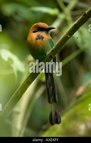 Ampia fatturati Motmot platyrhynchum di elettroni nella giungla Foto Stock